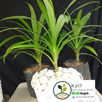 Gambar tanaman daun pandan wangi / tanaman pandan wangi dari kayla flora undefined 2 Tokopedia