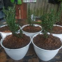 Gambar Tanaman anti nyamuk rosemary + pot tawon dari Sanggar wisteria landscape undefined 2 Tokopedia