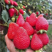 Gambar bibit strawberry california jumbo dari Si-A Flora undefined 1 Tokopedia