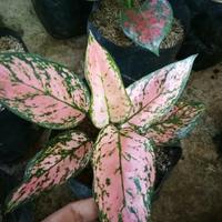 Gambar Tanaman hias aglonema lady valentine- aglaonema lady valentine dari Warung Edoarid undefined 2 Tokopedia