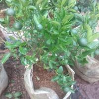 Gambar pohon jeruk santang madu dari Sanggar wisteria landscape undefined 1 Tokopedia