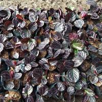 Gambar tanaman bunga calathea hitam dari Griya Daun_NEW undefined 2 Tokopedia