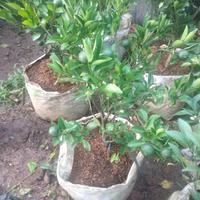 Gambar pohon jeruk santang madu dari Sanggar wisteria landscape undefined 2 Tokopedia