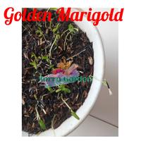Gambar Bibit Benih Golden Marigold kuning tahi ayam seeds dari Terra Garden undefined 4 Tokopedia