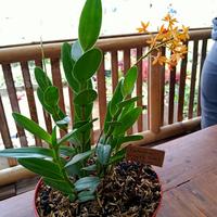Gambar bibit anggrek epidendrum tanaman dari gaith florist undefined 1 Tokopedia