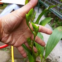 Gambar Anggrek hitam (Coelogyne pandurata) dari Raisha-store undefined 3 Tokopedia