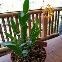 Gambar bibit anggrek epidendrum tanaman dari gaith florist undefined 3 Tokopedia