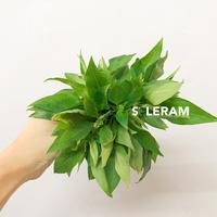 Gambar Sayur Daun Kemangi Khas Kalimantan Pontianak Wangi Harum SEIKAT dari Toko Buah Soleram undefined 1 Tokopedia