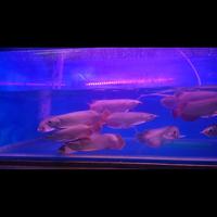 Gambar arwana super red dari Das Aquarium 13 undefined 5 Tokopedia