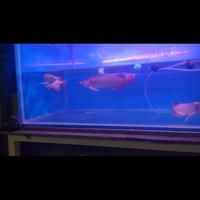 Gambar arwana super red dari Das Aquarium 13 undefined 3 Tokopedia