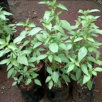 Gambar tanaman herbal kemangi/ pohon kemangi herbal dari Garden store firman undefined 1 Tokopedia
