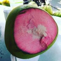 Gambar Kelapa ijo untuk obat dari T kelapa muda undefined 1 Tokopedia