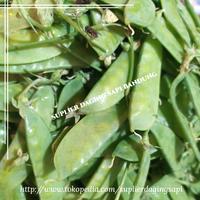 Gambar KACANG KAPRI SAYUR SEGAR 250gr dari Suplier Daging Sapi Bandung undefined 1 Tokopedia