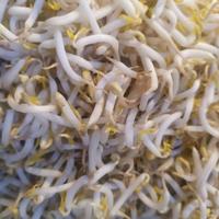 Gambar TOGE SEGAR 250gr dari Suplier Daging Sapi Bandung undefined 1 Tokopedia