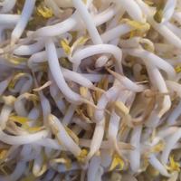 Gambar TOGE SEGAR 250gr dari Suplier Daging Sapi Bandung undefined 2 Tokopedia