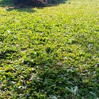 Gambar jual rumput gajah mini gresik rumput jepang dan rumput golf gresik dari rumput gajah mini 10rb undefined 5 Tokopedia