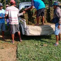 Gambar jual rumput gajah mini gresik rumput jepang dan rumput golf gresik dari rumput gajah mini 10rb undefined 4 Tokopedia
