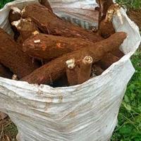 Gambar singkong mentah /1kg dari kios sayur segar adrian undefined 2 Tokopedia