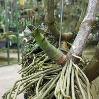 Gambar Dendrobium Violaceoflavens / anggrek besi papua dari Raisha-store undefined 3 Tokopedia