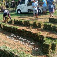 Gambar rumput gajah mini di kediri rumput jepang kediri rumput golf kediri dari rumput gajah mini 10rb undefined 4 Tokopedia