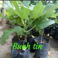Gambar bibit buah tin dari Bibitindah undefined 1 Tokopedia