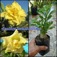 Gambar tanaman hias adenium kuning tumpuk dari Azzahra hijrah bibit undefined 1 Tokopedia