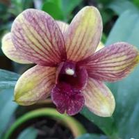 Gambar Anggrek Dendrobium Tongcai Splash dari Sentral Anggrek undefined 1 Tokopedia