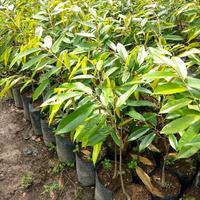 Gambar bibit durian musangking berbuah pendek beli 1gratis 1 dari Azalea Garden Metro Lampung undefined 3 Tokopedia