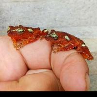 Gambar Red Pearl Frog Katak Kodok dari James Lov Pets undefined 1 Tokopedia