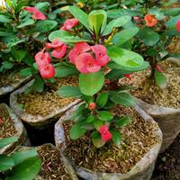 Gambar euphorbia bunga merah dari gaith florist undefined 2 Tokopedia
