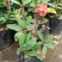 Gambar euphorbia bunga merah dari gaith florist undefined 1 Tokopedia