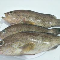 Gambar ikan kerapu - 1 kg dari Makmur Lautan Sentosa undefined 4 Tokopedia