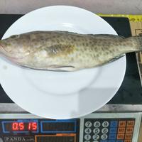 Gambar ikan kerapu - 1 kg dari Makmur Lautan Sentosa undefined 5 Tokopedia
