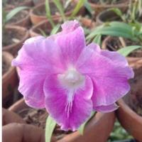 Gambar Anggrek Dendrobium Mini French Rose dari latifah orchid undefined 1 Tokopedia