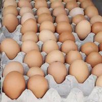 Gambar Telur Ayam / Per Butir dari Juragan Sayur Banjar undefined 1 Tokopedia