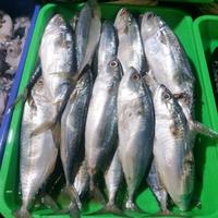 Gambar Ikan Kembung Banjar Segar - 1 Kilogram dari BANDAR IKAN PAK SALAM undefined 2 Tokopedia
