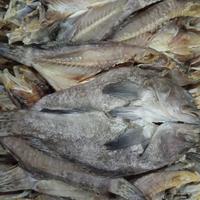 Gambar ikan asin kerapu 1 kg dari seafood cengkareng undefined 2 Tokopedia