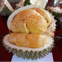 Gambar bibit durian duri hitam unggul dari Sumber Bibit Pak Safa'at undefined 1 Tokopedia