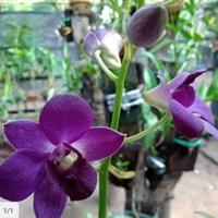 Gambar Tanaman hias bibit anggrek dendrobium ungu dari New chitra.Taman undefined 1 Tokopedia