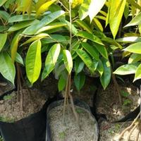 Gambar GROSIR MURAH BIBIT DURIAN MUSANG KING KAKI 3 | 50 CM UP dari Widjaya store 3 undefined 1 Tokopedia