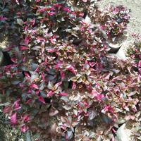 Gambar krokot / kriminil merah dari mamaciflowers undefined 2 Tokopedia