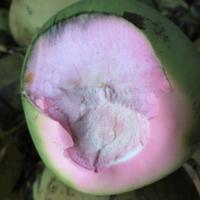Gambar Kelapa ijo untuk obat dari T kelapa muda undefined 2 Tokopedia