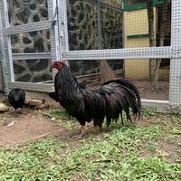 Gambar ayam black sumatera dari PS farm Padang undefined 1 Tokopedia