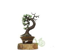 Gambar Bonsai Artificial - Besar dari Artha Bonsai Vio undefined 1 Tokopedia