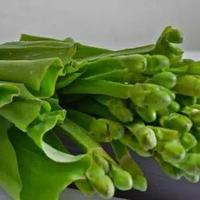 Gambar sayur genjer 1 ikat fresh dari ud. Thanisa undefined 2 Tokopedia