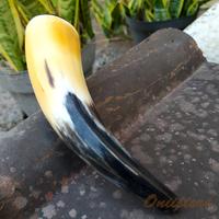 Gambar Alat terapi pijat refleksi tanduk asli kesehatan tradisional jumbo dari HornCraft undefined 3 Tokopedia