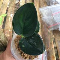 Gambar scindapsus dark dari Winda_Plant undefined 3 Tokopedia