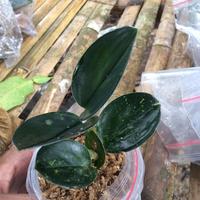 Gambar scindapsus dark dari Winda_Plant undefined 1 Tokopedia