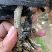 Gambar ayam black sumatera dari PS farm Padang undefined 3 Tokopedia