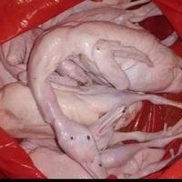 Gambar ayam kampung segar jual per ekor dari IKAN BASAH RIZAL undefined 2 Tokopedia